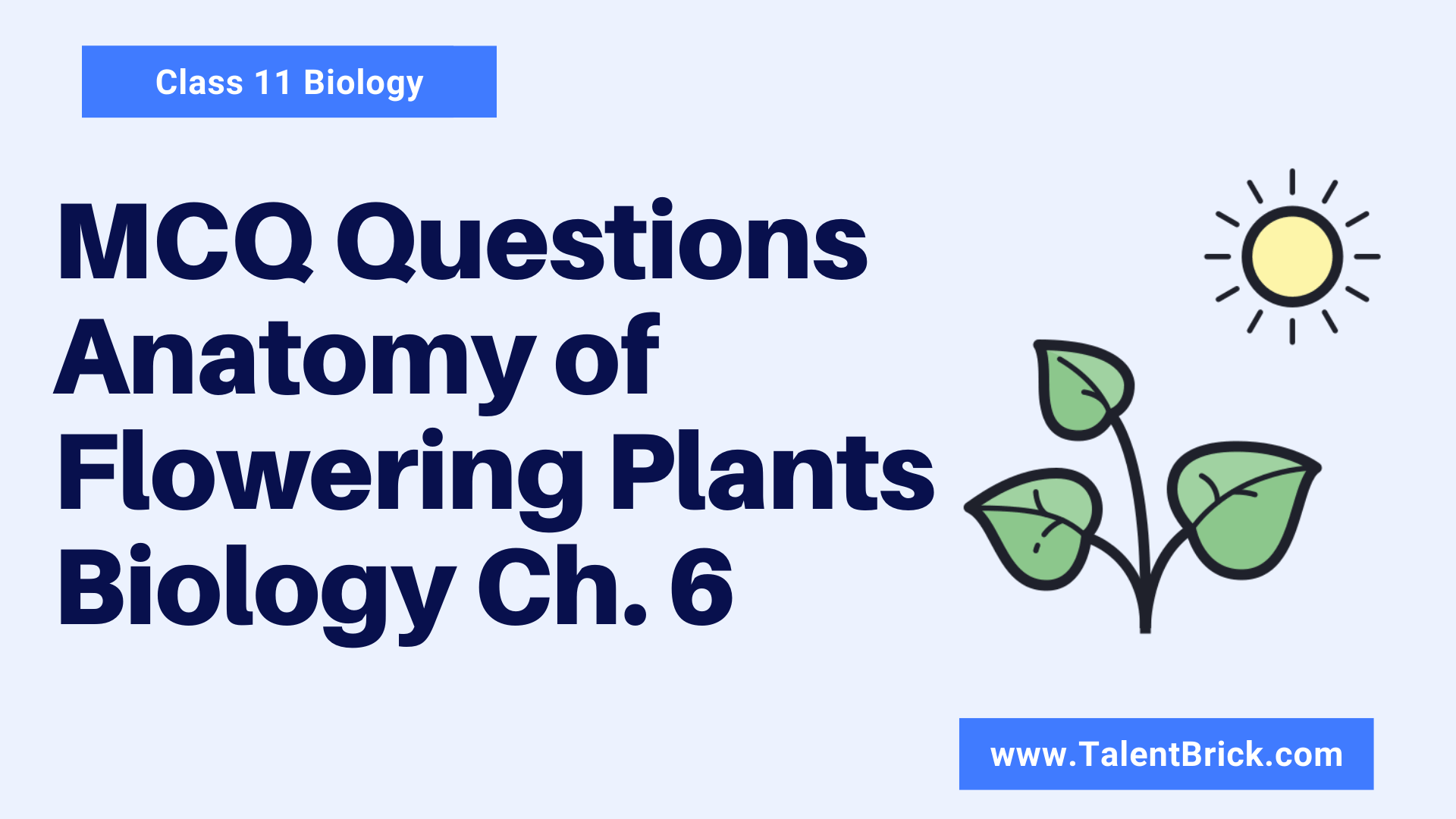 mcq-questions-anatomy-of-flowering-plants-chapter-6-class-11-biology